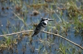 S kingfisher